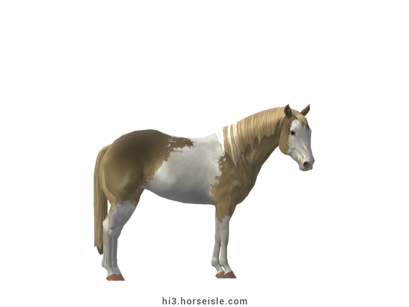 American Paint Halter Horse Sooty Brown Cream Pearl Sabino Coat